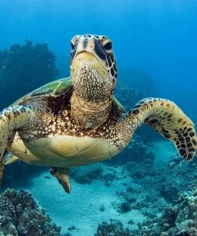 A diver working carefully above a coral reef