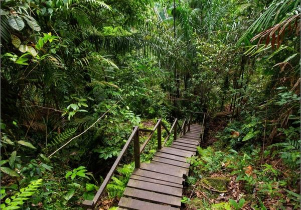 Travellers walking a trail through tropical rainforest