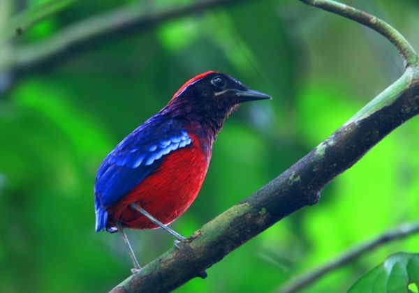 A colourful tropical bird perched among green leaves