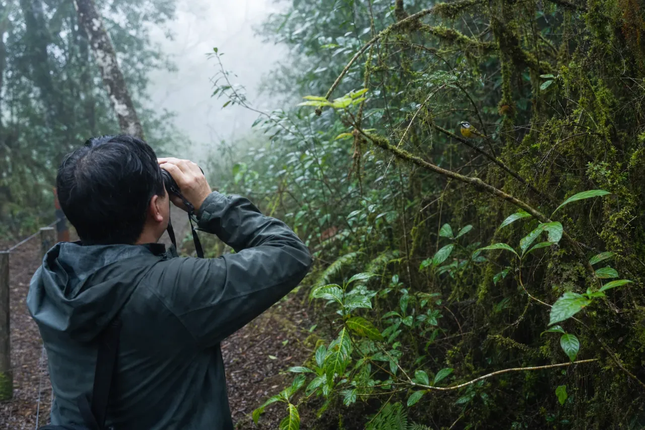 AI-created editorial interpretation of a responsible birdwatcher observing a small native bird in misty montane forest