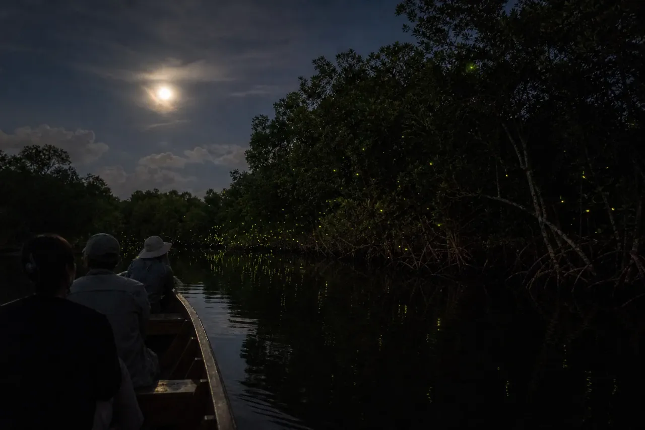 AI-created editorial interpretation of a quiet low-light firefly boat journey beside mangrove trees