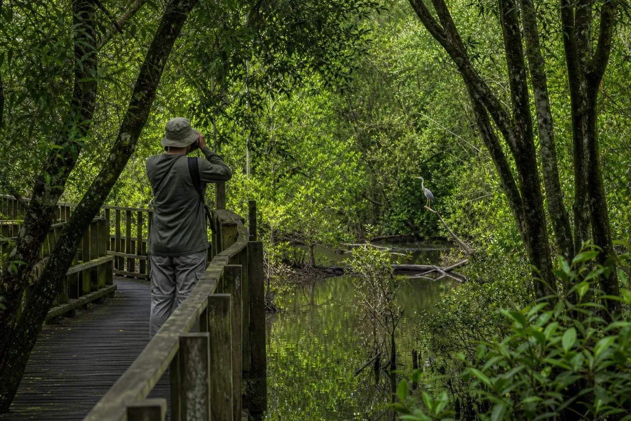 AI-created editorial interpretation of a birdwatcher observing a heron from a mangrove boardwalk
