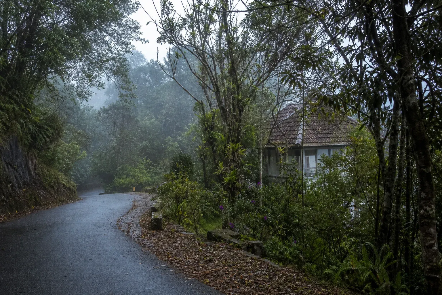 AI-created editorial view of a wet winding road beside misty montane forest and a modest Fraser's Hill bungalow