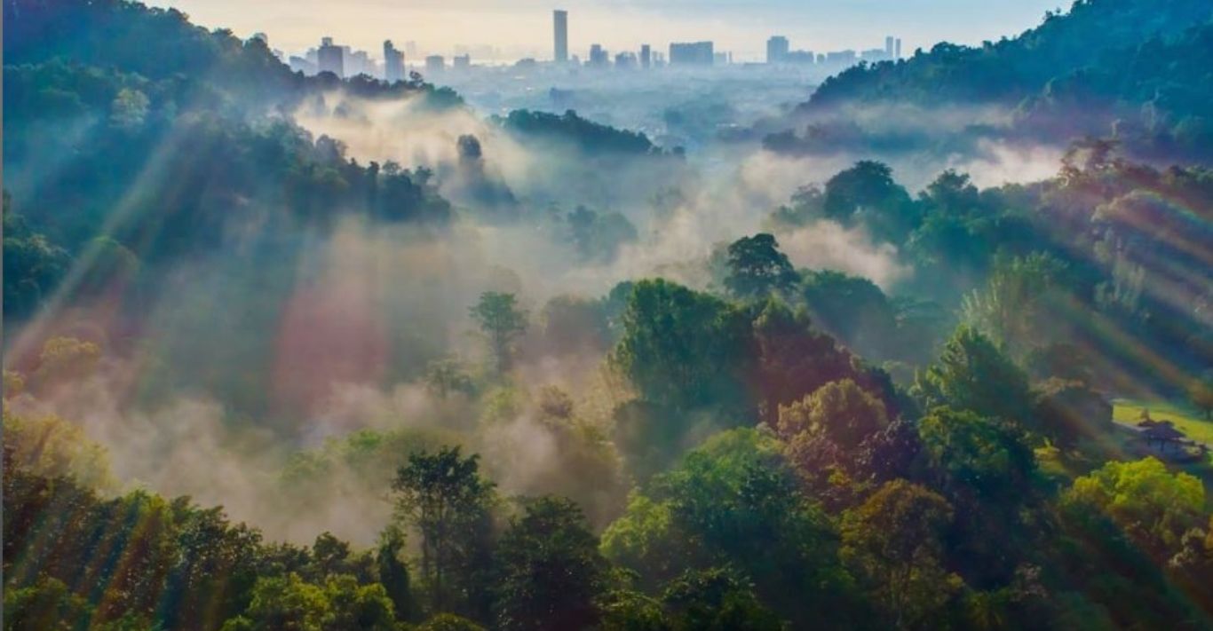 A forest path leading towards Malaysia's next story