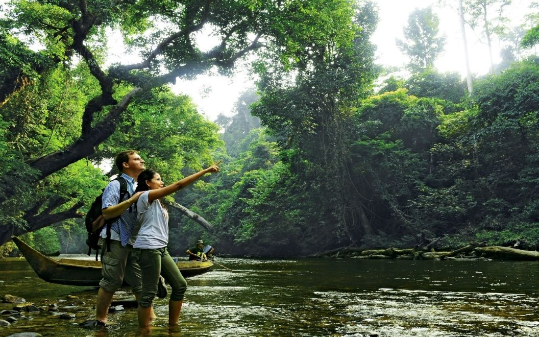 Mist settling over an immense green rainforest