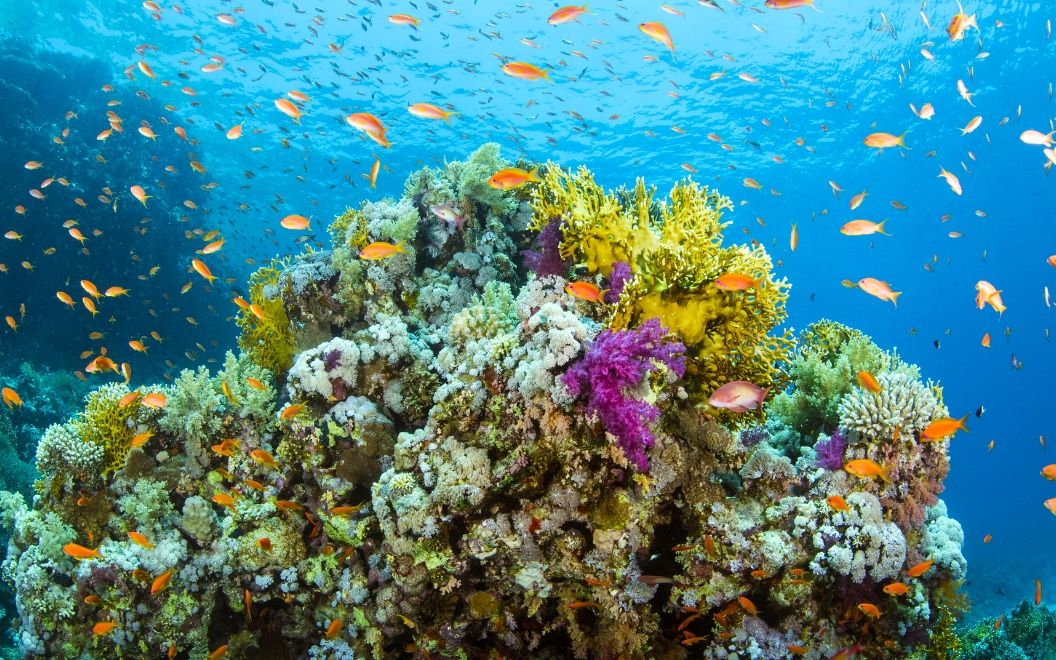 Aerial view of a Malaysian coral reef and deep blue sea