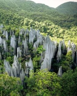 Limestone peaks rising above the forest at Gunung Mulu