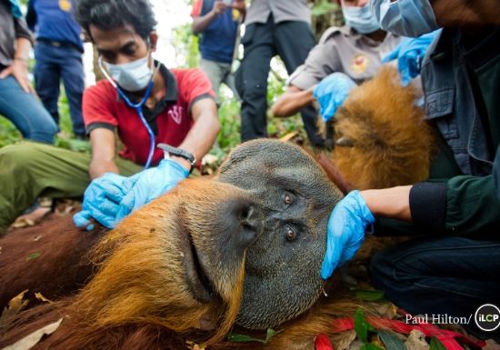 An orangutan at Semenggoh Wildlife Centre