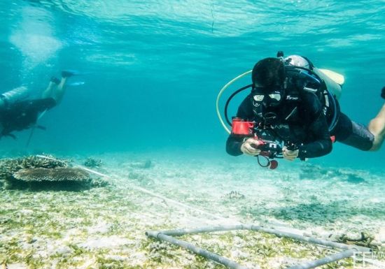 A Reef Check Malaysia diver monitoring coral