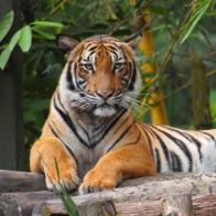 A Malayan tiger standing in green forest
