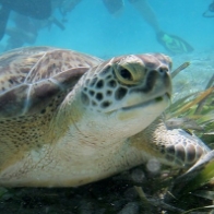 A sea turtle swimming over a coral reef